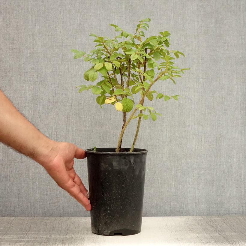 Exemplaar van Rosa rugosa Rubra - Hondsroos Pot van 2 l/3 l zoals geleverd in de zomer