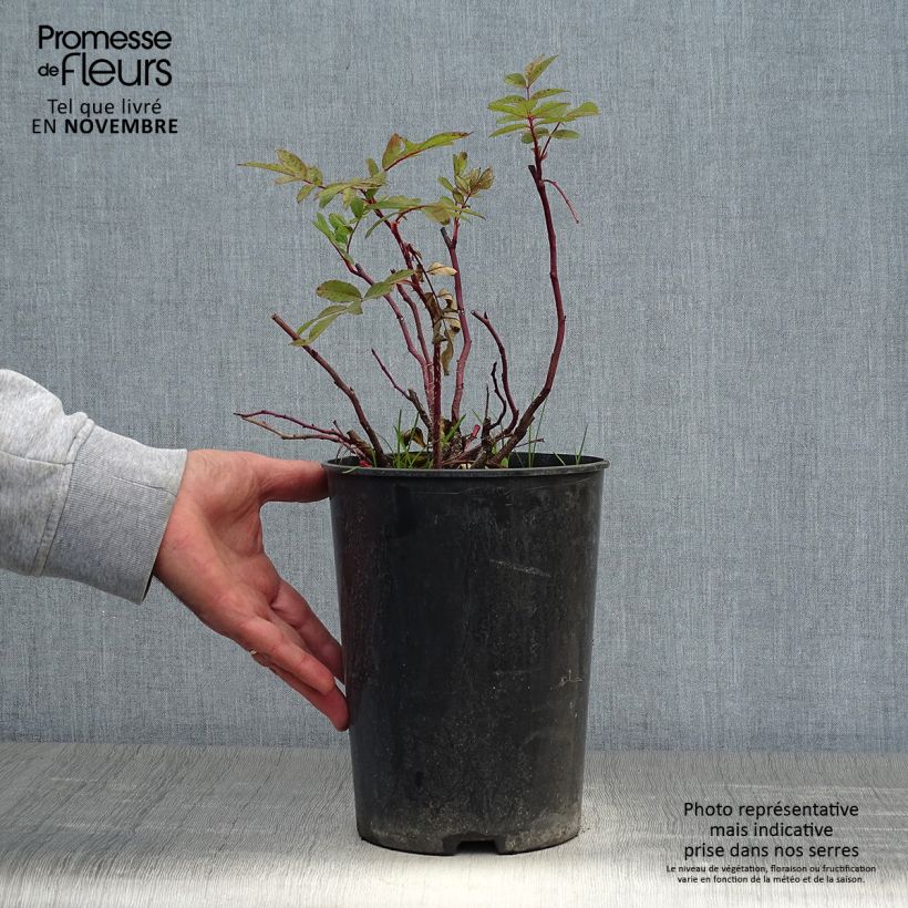 Exemplaar van Rosa rugosa Thérèse Bugnet - Hondsroos Pot van 4 l/5 l zoals geleverd in de herfst