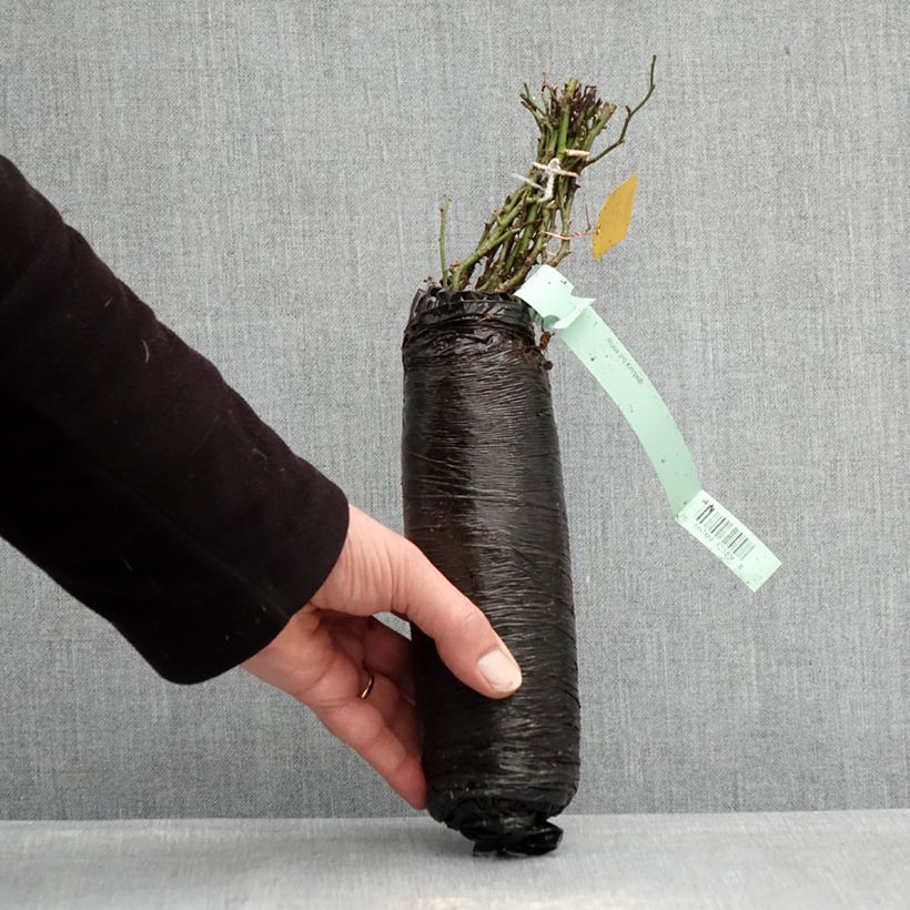 Exemplaar van Rosa Knirps - Polyantharoos In kluit zoals geleverd in de winter