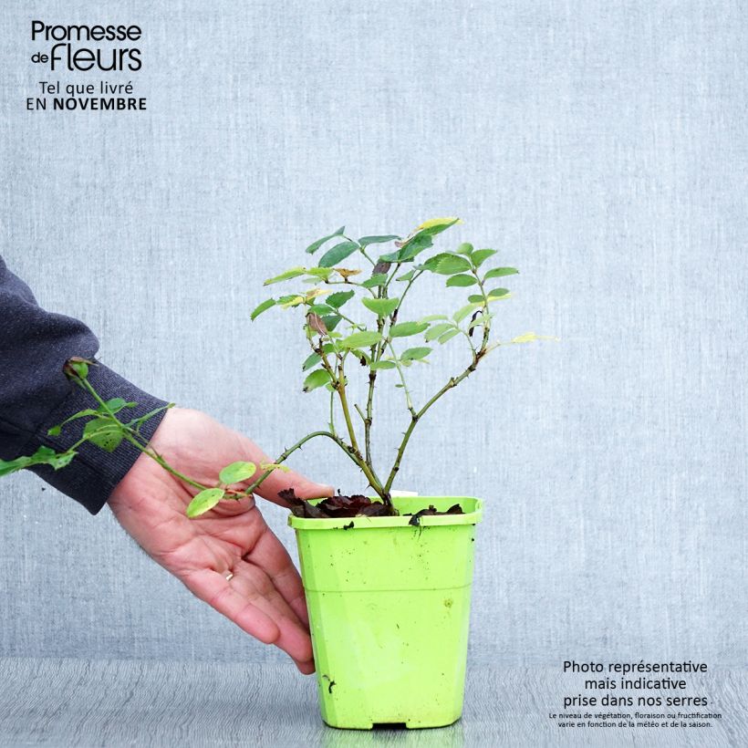 Exemplaar van Rosa See You in Pink - Struikroos Pot van 3 l/4 l zoals geleverd in de herfst