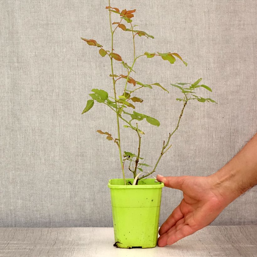 Exemplaar van Rosa See You in Pink - Struikroos Pot van 3 l/4 l zoals geleverd in de zomer