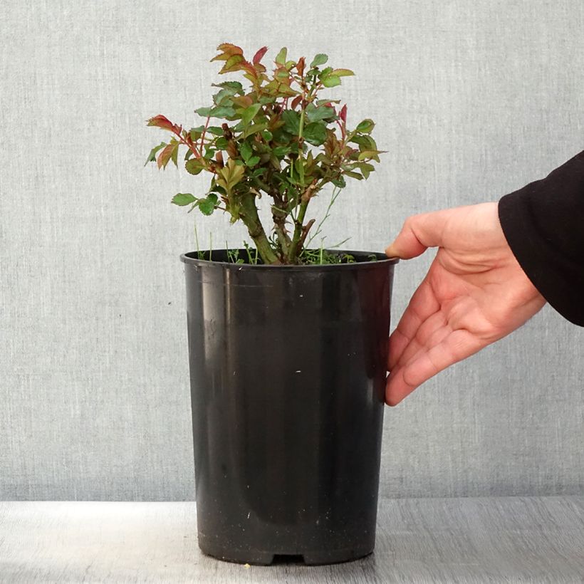 Exemplaar van Rosa See You In Red - Struikroos Pot van 4 l/5 l zoals geleverd in de lente