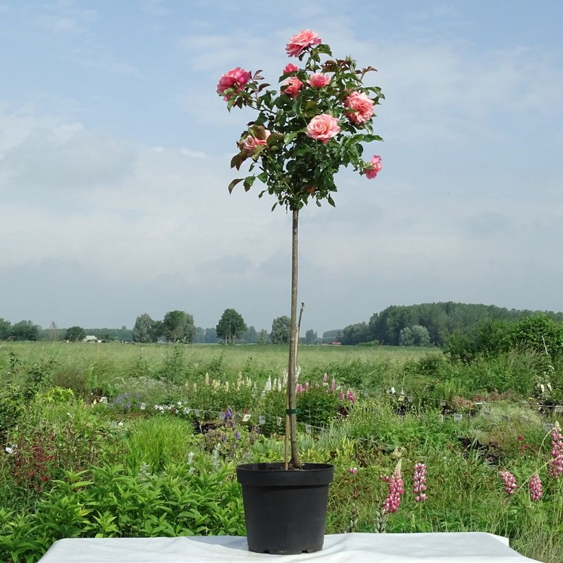 Rosa Botticelli - Stamroos (Groeiplaats)