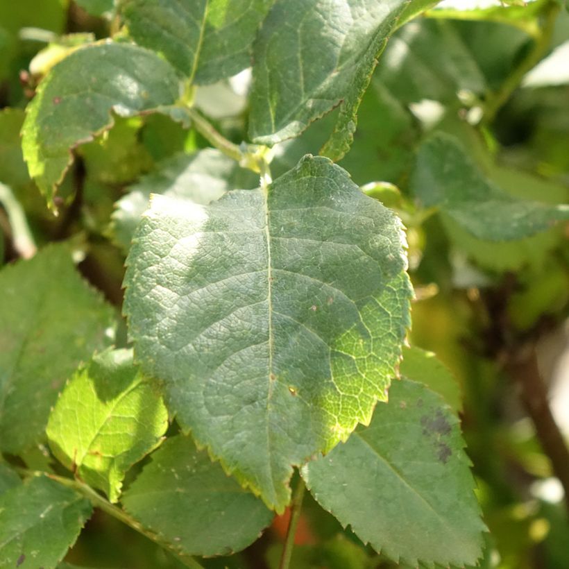 Rosa Gabriel Oak - Stamroos (Blad)