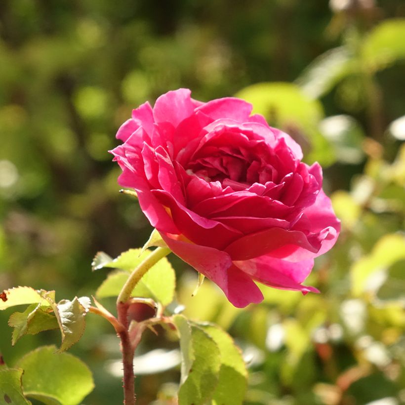 Rosa Gabriel Oak - Stamroos (Bloei)