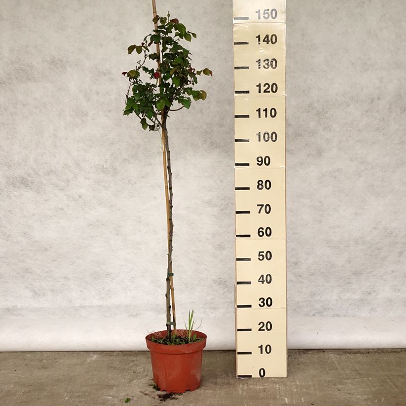 Exemplaar van Rosa Gabriel Oak - Stamroos Pot van 4 l/5 l, Stengel zoals geleverd in de lente