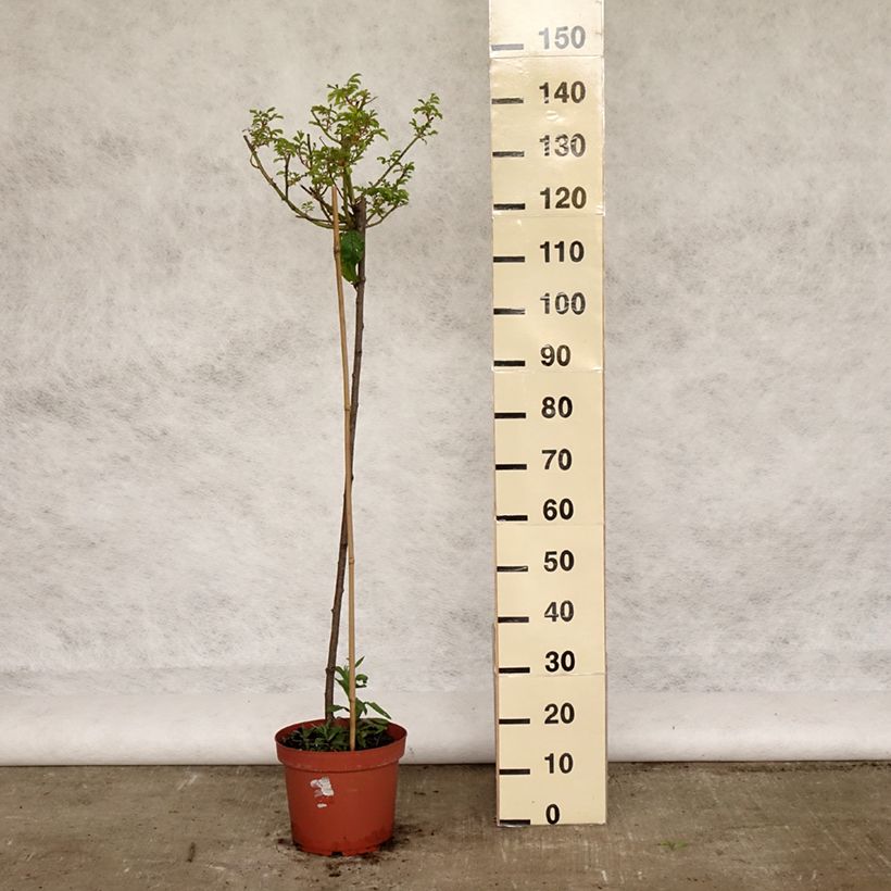 Exemplaar van Rosa Ballerina - Stamroos Pot van 7,5 l/10 l, Stengel zoals geleverd in de lente