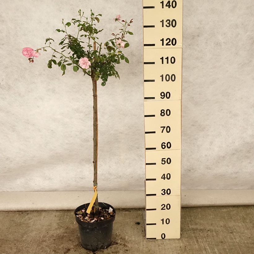 Exemplaar van Rosa Bonica 82 - Stamroos Pot van 7,5 l/10 l, Stengel zoals geleverd in de zomer