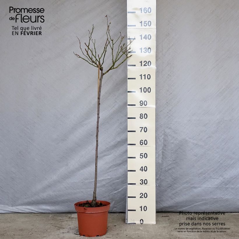 Example of Rosier tige Bonica Pot van 7,5 l/10 l, Stengel as you get in hiver