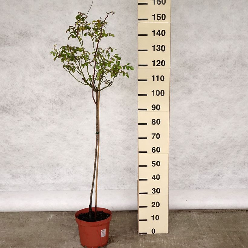 Exemplaar van Rosa Bonica 82 - Stamroos Pot van 7,5 l/10 l, Stengel zoals geleverd in de lente