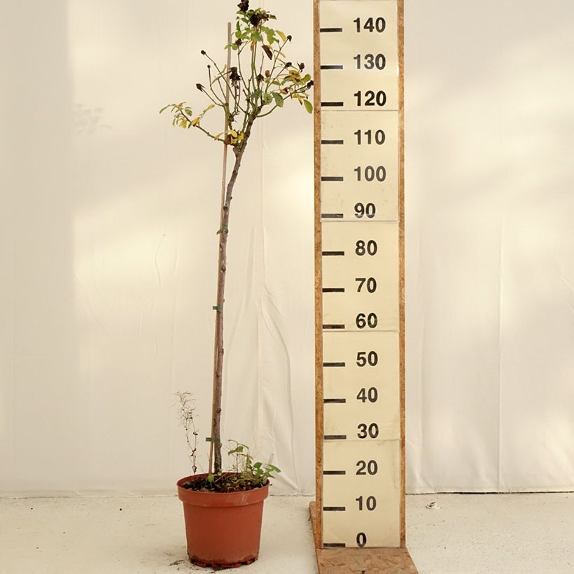 Exemplaar van Rosa Côté jardin - Stamroos Pot van 7,5 l/10 l, Stengel zoals geleverd in de herfst