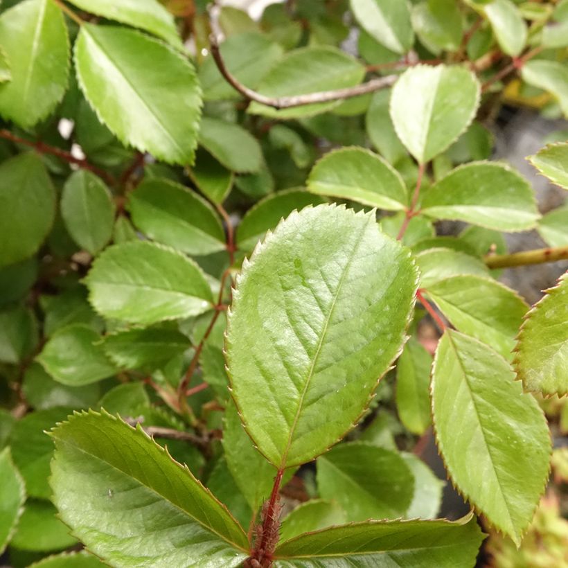 Rosa Côté jardin - Stamroos (Blad)