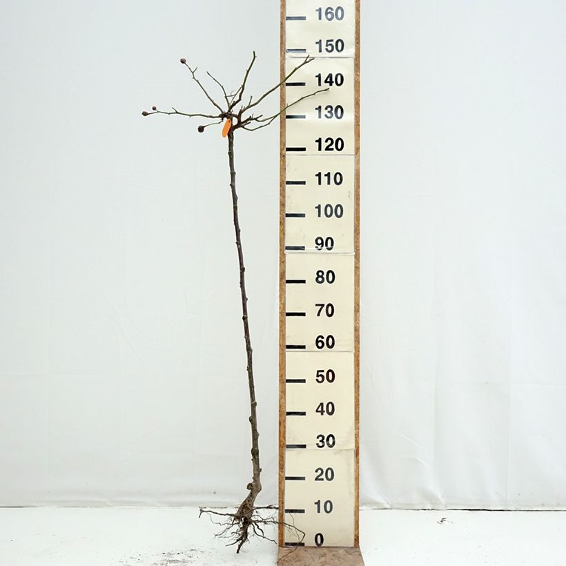 Exemplaar van Rosa Pink Eden Rose- Stamroos Naakte wortel, Stengel zoals geleverd in de winter