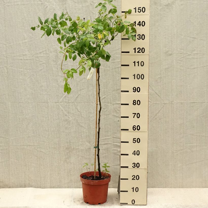 Exemplaar van Rosa Claire Austin- Stamroos Pot van 7,5 l/10 l, Stengel zoals geleverd in de zomer