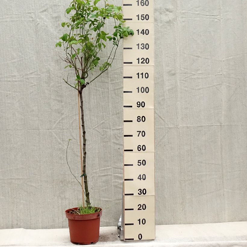 Exemplaar van Rosa Claire Austin- Stamroos Pot van 7,5 l/10 l, Stengel zoals geleverd in de lente