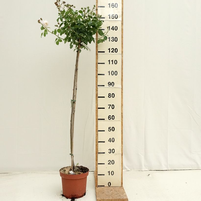 Exemplaar van Rosa Desdemona - Stamroos Pot van 7,5 l/10 l, Stengel zoals geleverd in de zomer
