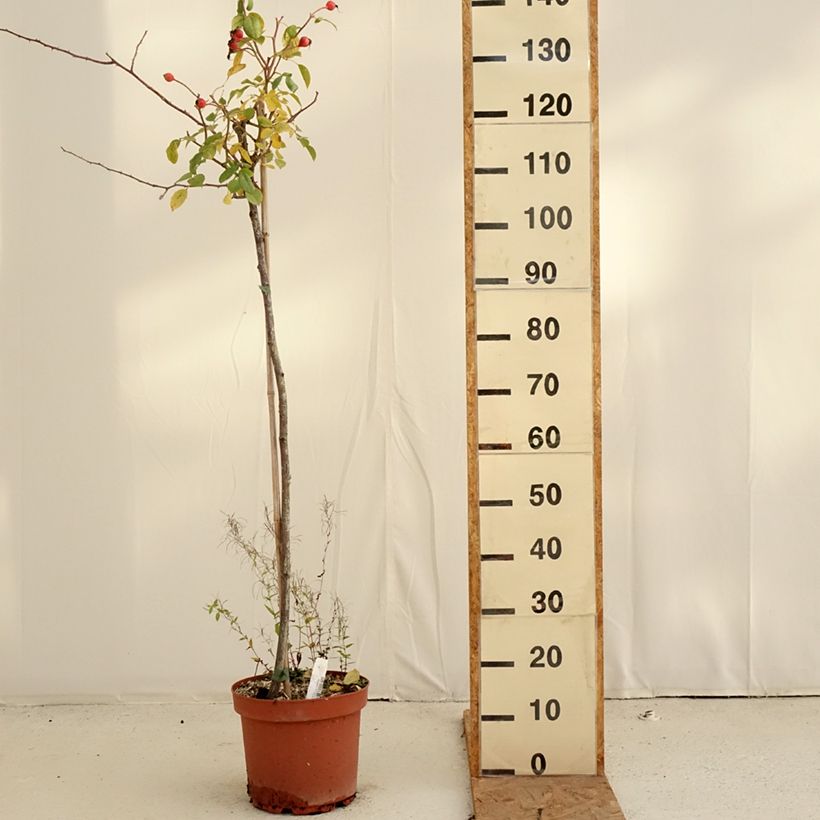 Exemplaar van Rosa Desdemona - Stamroos Pot van 7,5 l/10 l, Stengel zoals geleverd in de herfst