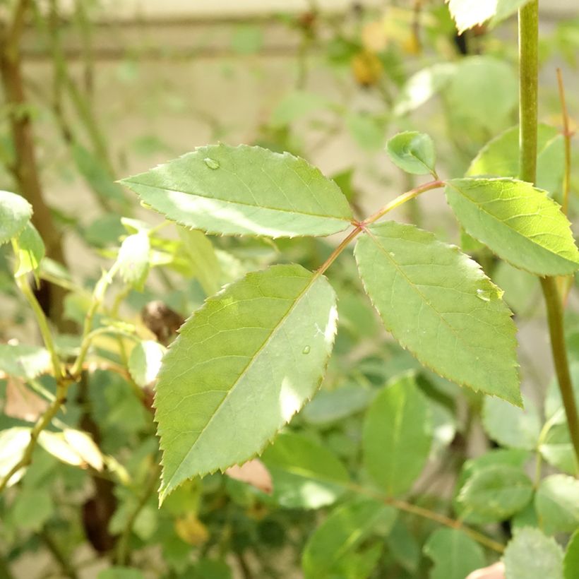Rosa Lady of Shalott - Stamroos (Blad)