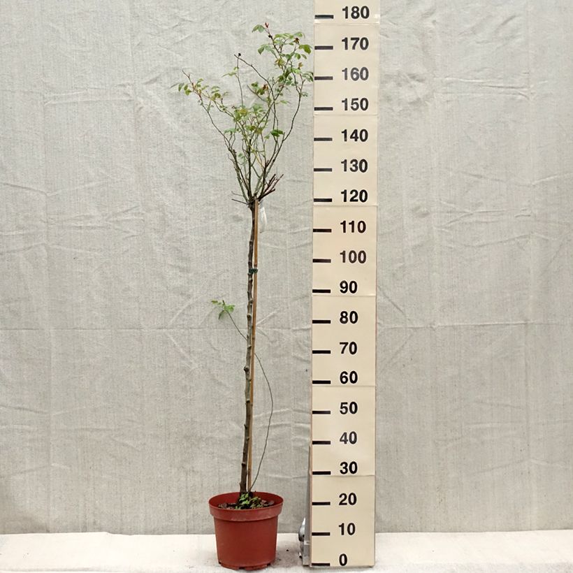 Exemplaar van Rosa Lady of Shalott - Stamroos Pot van 4 l/5 l, Stengel zoals geleverd in de lente