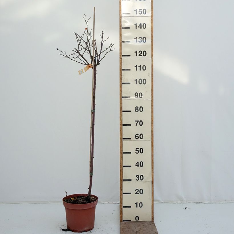 Exemplaar van Rosa Flower Carpet Amber - Stamroos Pot van 7,5 l/10 l, Stengel zoals geleverd in de winter