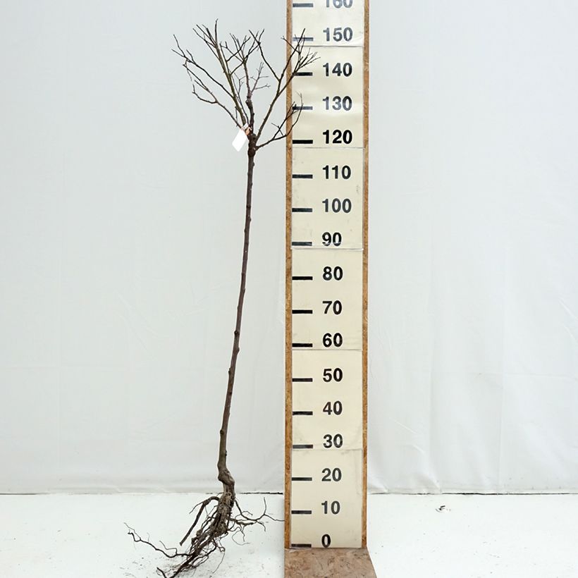 Exemplaar van Rosa Flower Carpet Amber - Stamroos Naakte wortel, Stengel zoals geleverd in de winter