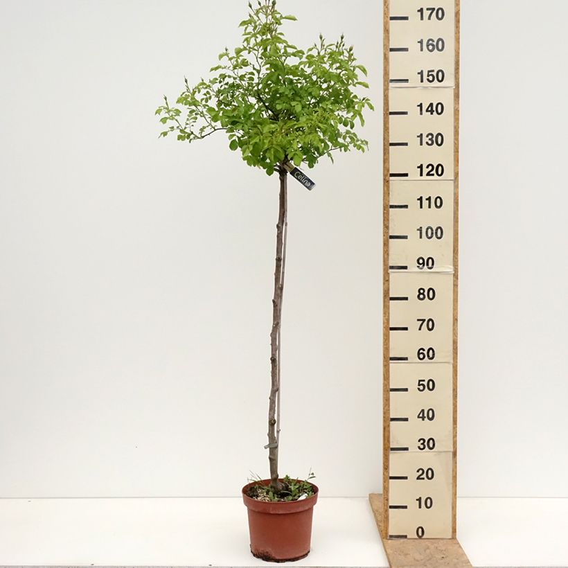 Exemplaar van Rosa Flower Carpet Sunshine  - Stamroos Pot van 7,5 l/10 l, Stengel zoals geleverd in de lente