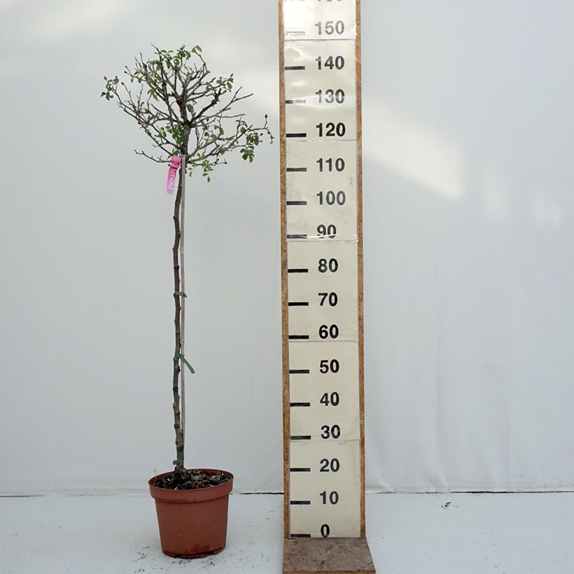 Exemplaar van Rosa Flower Carpet Heidetraum - Stamroos Pot van 7,5 l/10 l, Stengel zoals geleverd in de winter