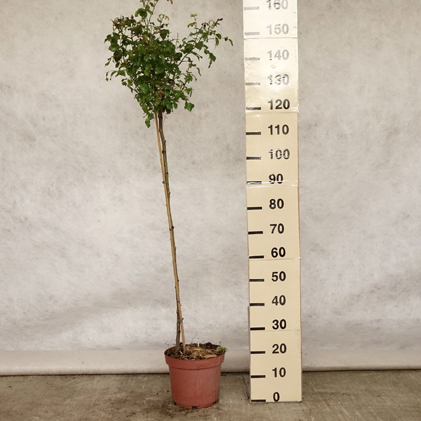 Example of Rosier tige Decorosier Emera Pot van 7,5 l/10 l, Stengel as you get in ete