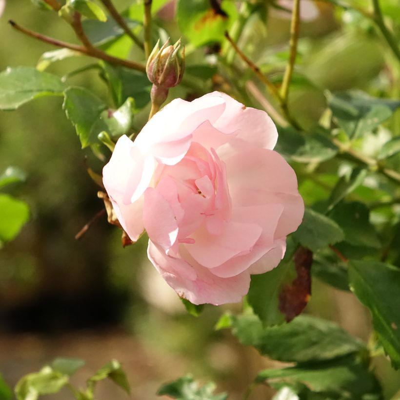 Rosa Flower Carpet Appleblossom - Stamroos (Bloei)