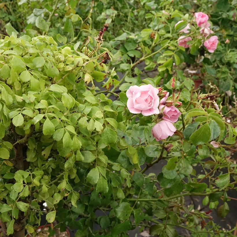 Rosa Flower Carpet Appleblossom - Stamroos (Groeiplaats)
