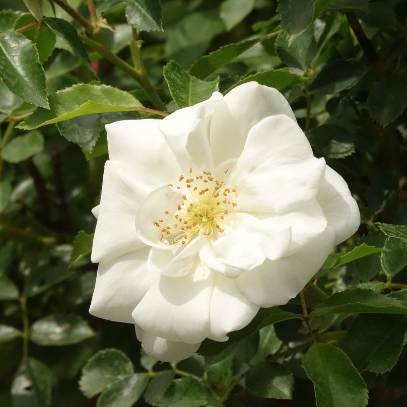 Rosa White Flower Carpet - Stamroos (Bloei)