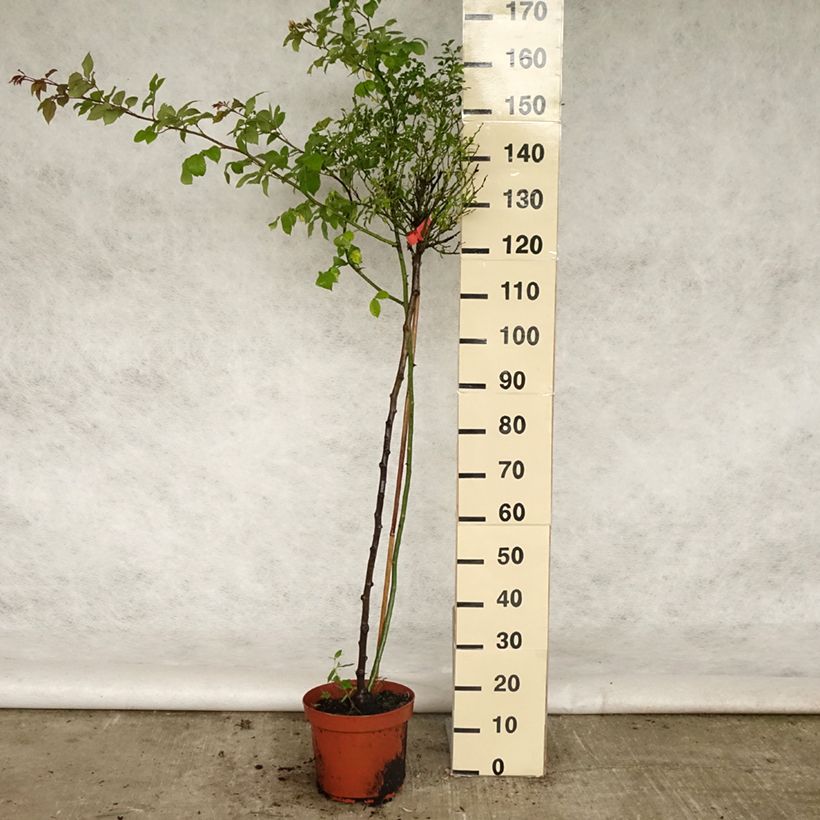 Example of Rosier Tige Décorosiers Isalia Pot van 7,5 l/10 l, Stengel as you get in printemps