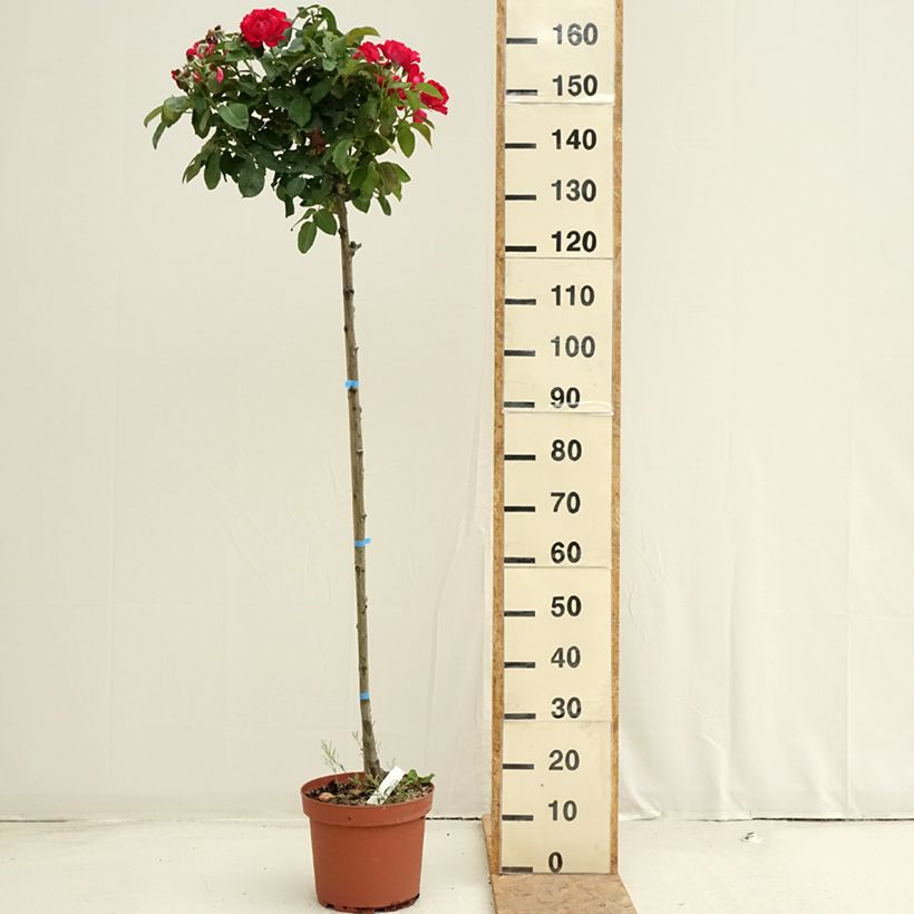 Example of Rosier tige Dominica Intercomdoor  Pot van 7,5 l/10 l as you get in ete