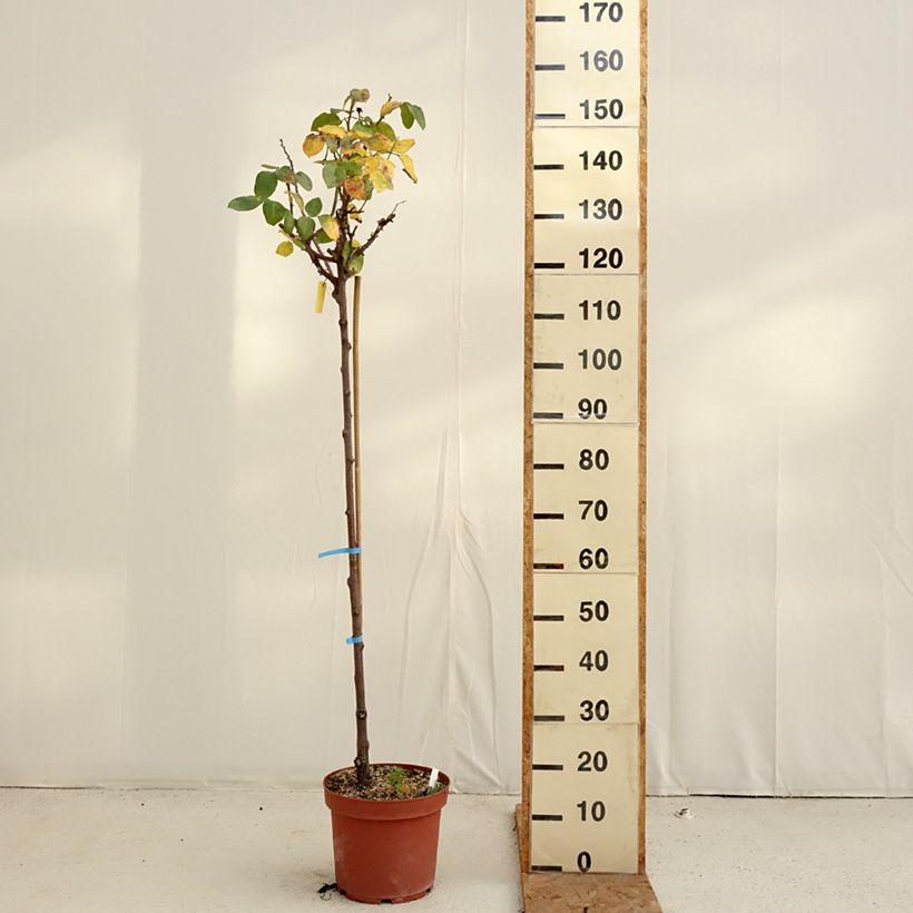 Exemplaar van Rosa Dominica - Stamroos Pot van 7,5 l/10 l, Stengel zoals geleverd in de herfst