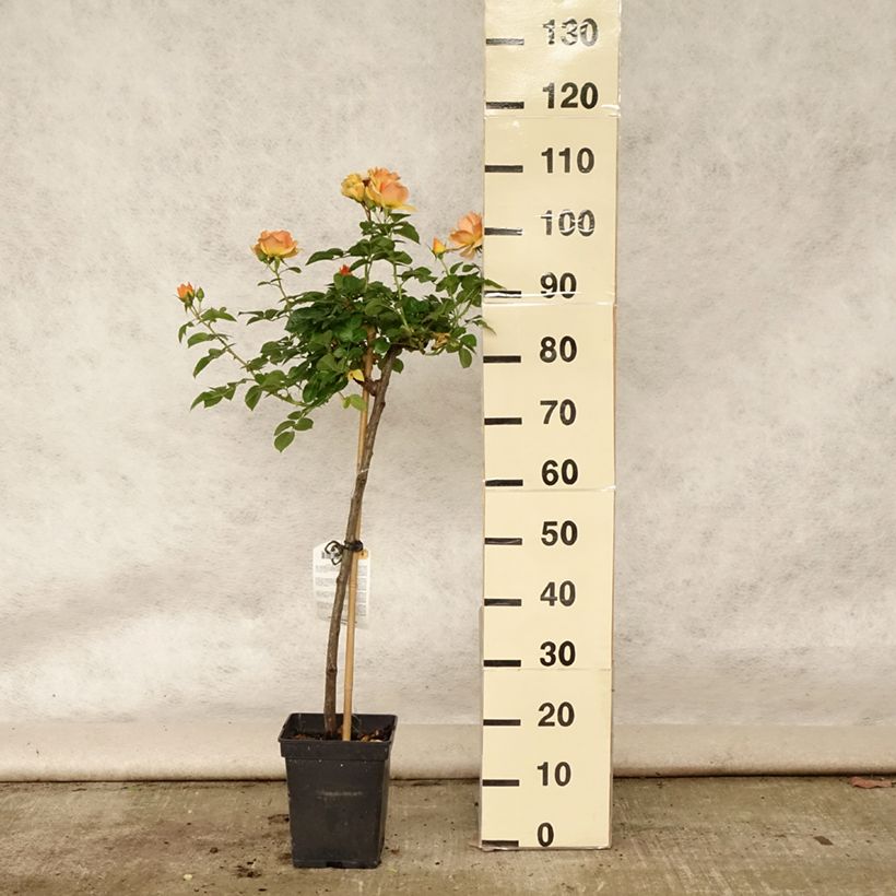 Exemplaar van Rosa Hansestadt Rostock - Stamroos Pot van 4 l/5 l, Stengel zoals geleverd in de zomer