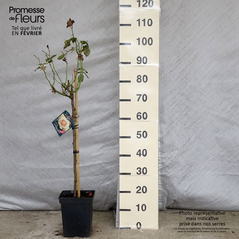 Example of Rosier tige Hansestadt Rostock Pot van 4 l/5 l as you get in hiver