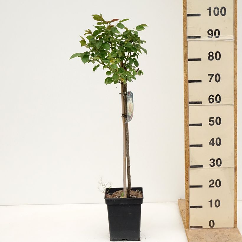 Exemplaar van Rosa Hansestadt Rostock - Stamroos Pot van 4 l/5 l, Stengel zoals geleverd in de lente