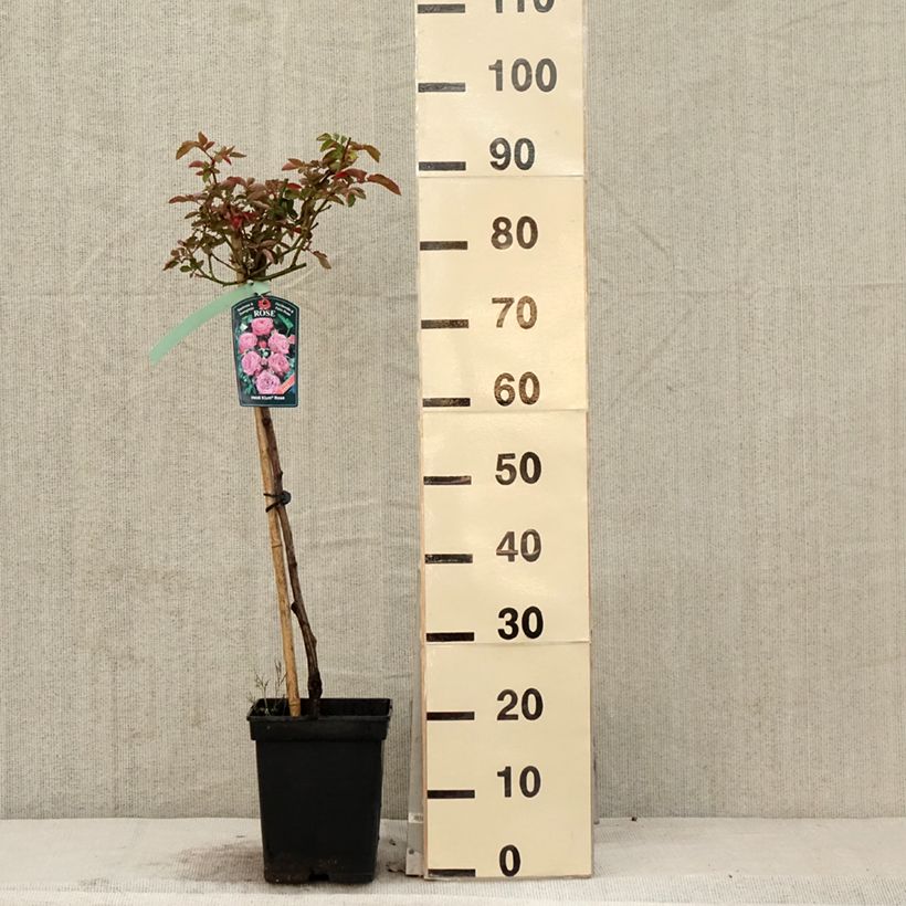 Exemplaar van Rosa Heidi Klum - Stamroos Pot van 7,5 l/10 l, Stengel zoals geleverd in de lente