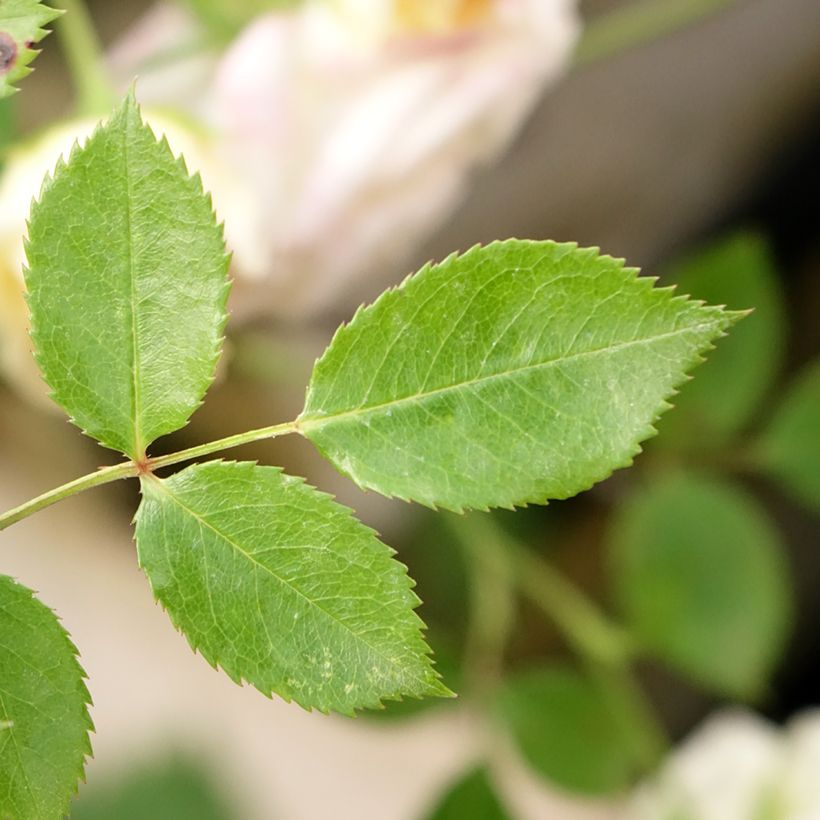 Rosa Honeymilk - Stamroos (Blad)