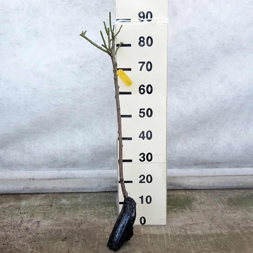 Example of Rosier tige Iceberg (Fée des neiges) Naakte wortel as you get in hiver