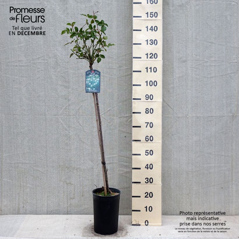 Exemplaar van Rosa Iceberg - Stamroos Pot van 7,5 l/10 l, Stengel zoals geleverd in de herfst