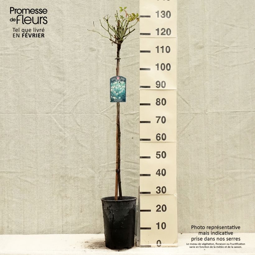 Example of Rosier tige Iceberg (Fée des neiges) Pot van 7,5 l/10 l as you get in hiver