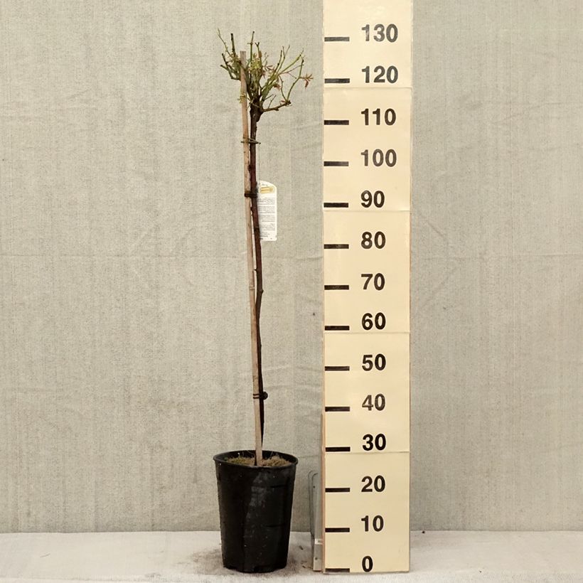 Exemplaar van Rosa Iceberg - Stamroos Pot van 7,5 l/10 l, Stengel zoals geleverd in de lente