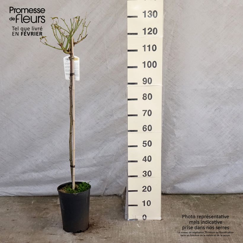 Example of Rosier tige Iceberg (Fée des neiges) Pot van 7,5 l/10 l as you get in hiver