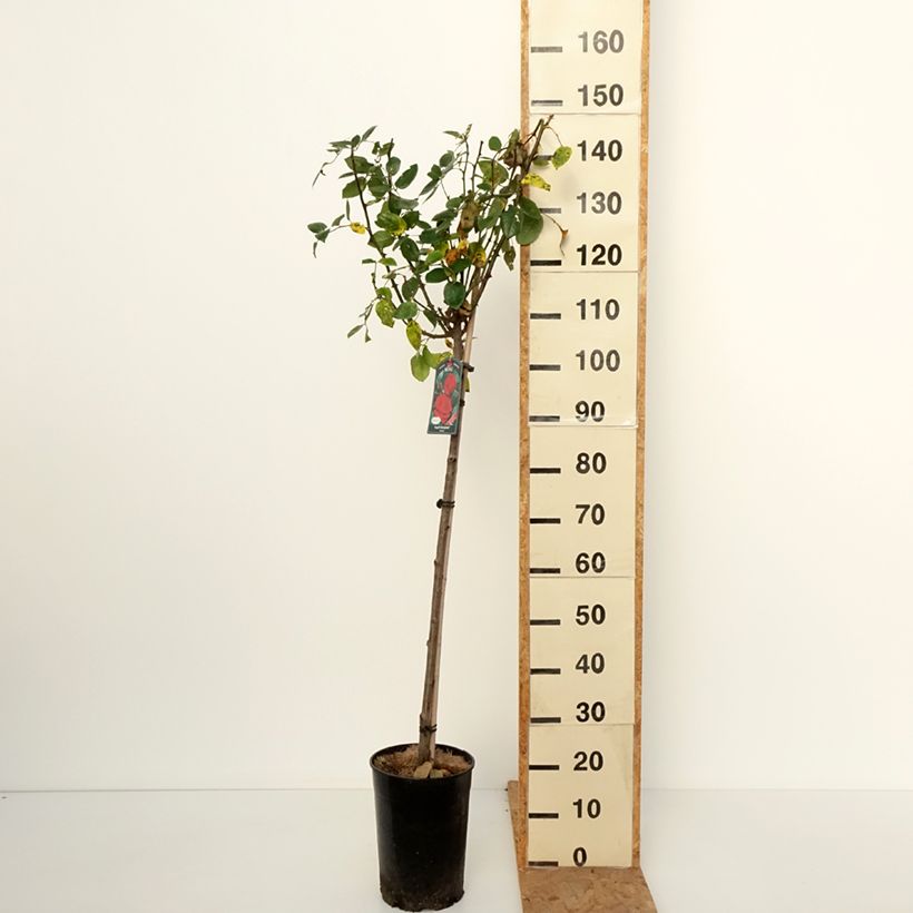 Exemplaar van Rosa Ingrid Bergman - Stamroos Pot van 7,5 l/10 l, Stengel zoals geleverd in de herfst