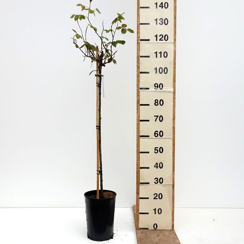Exemplaar van Rosa Ingrid Bergman - Stamroos Pot van 7,5 l/10 l, Stengel zoals geleverd in de lente