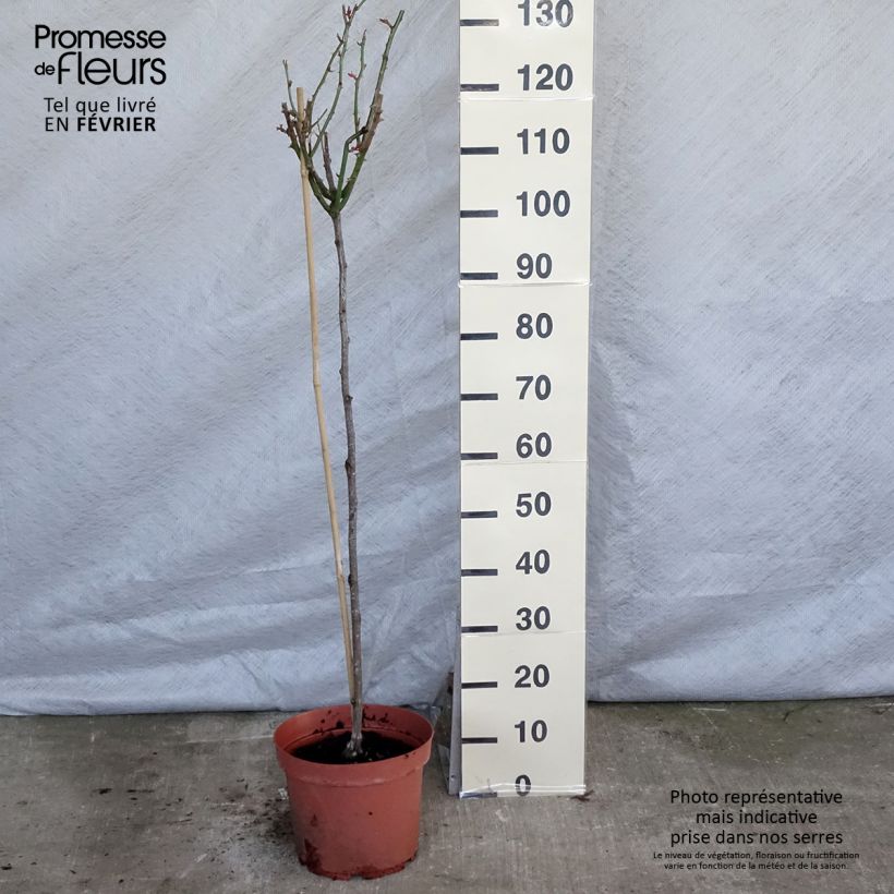 Example of Rosier tige Ingrid Bergman Pot van 7,5 l/10 l, Stengel as you get in hiver