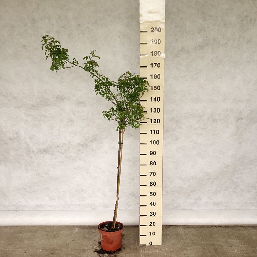 Exemplaar van Rosa Flower Carpet Scarlet - Stamroos Pot van 7,5 l/10 l, Stengel zoals geleverd in de lente