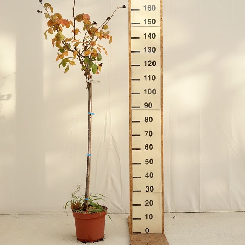Exemplaar van Rosa Landora - Stamroos Pot van 7,5 l/10 l, Stengel zoals geleverd in de herfst