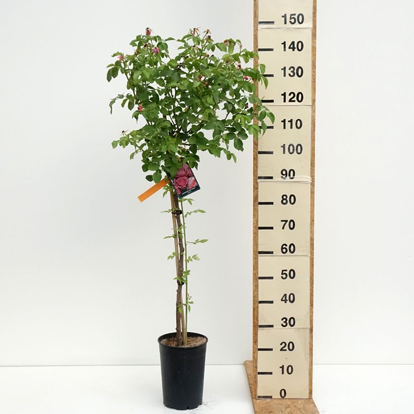 Example of Rosier tige Leonardo da Vinci Pot van 7,5 l/10 l as you get in ete